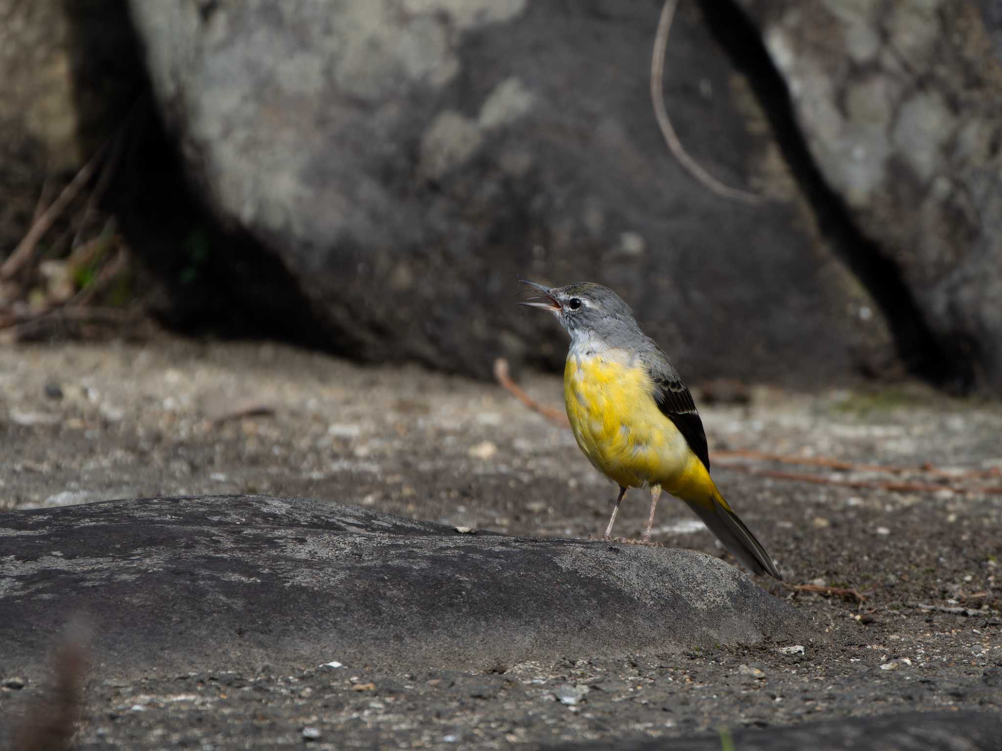 Photo of Grey Wagtail at 長崎県 by ここは長崎