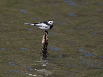 White Wagtail(leucopsis) 長崎県 Sun, 3/10/2024