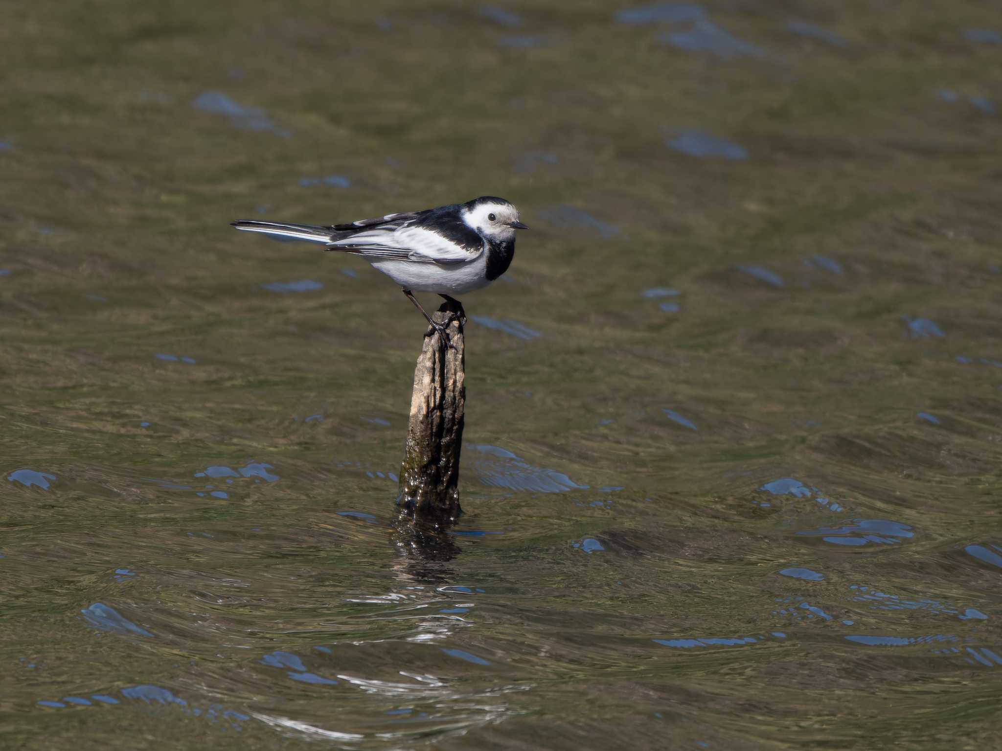 Photo of White Wagtail(leucopsis) at 長崎県 by ここは長崎