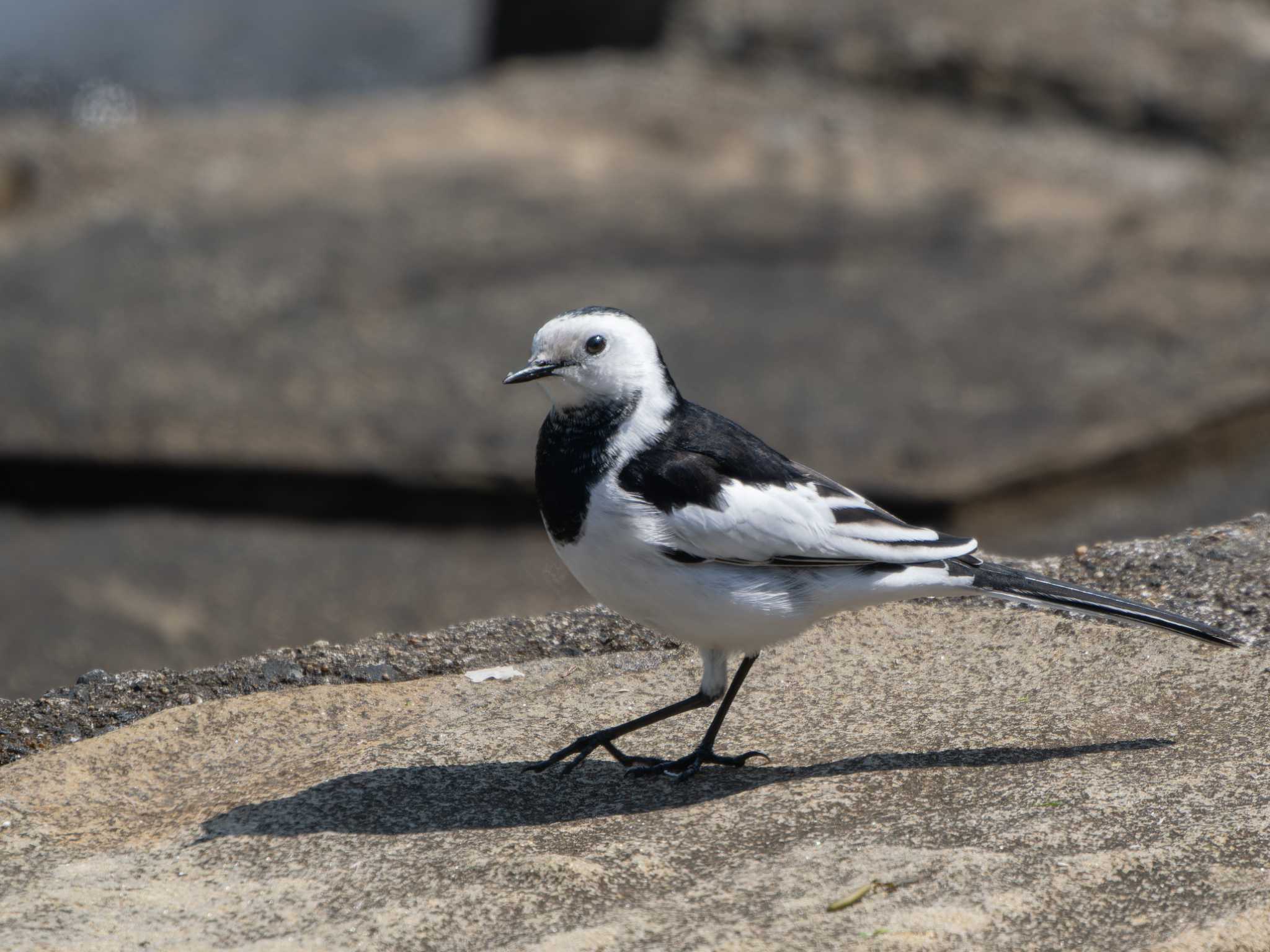 Photo of White Wagtail(leucopsis) at 長崎県 by ここは長崎