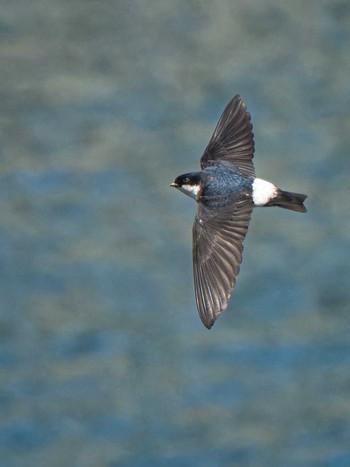 Mon, 3/18/2024 Birding report at 長崎県