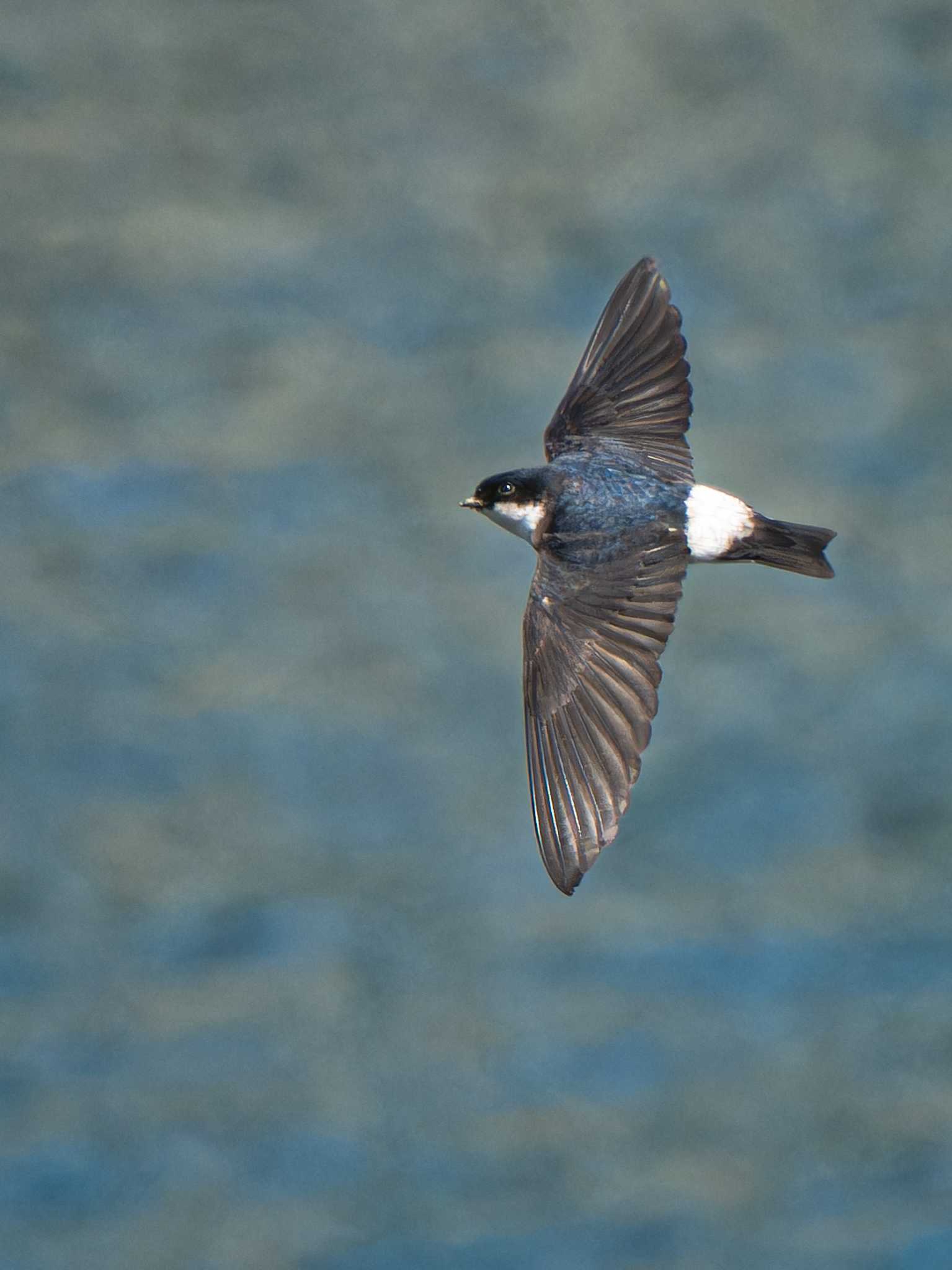 Asian House Martin