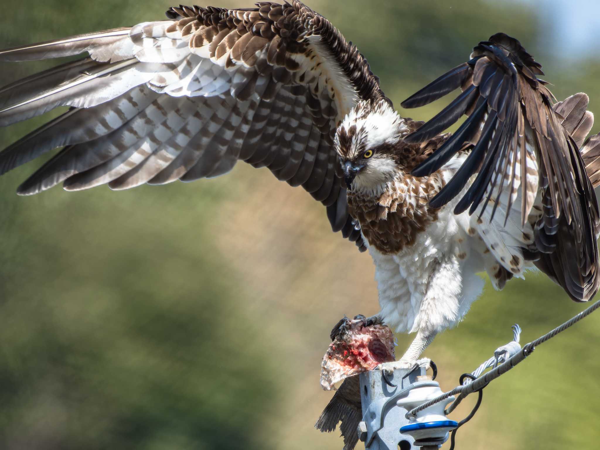 Photo of Osprey at 長崎県 by ここは長崎