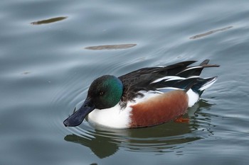 ハシビロガモ 昆陽池公園 2018年12月18日(火)