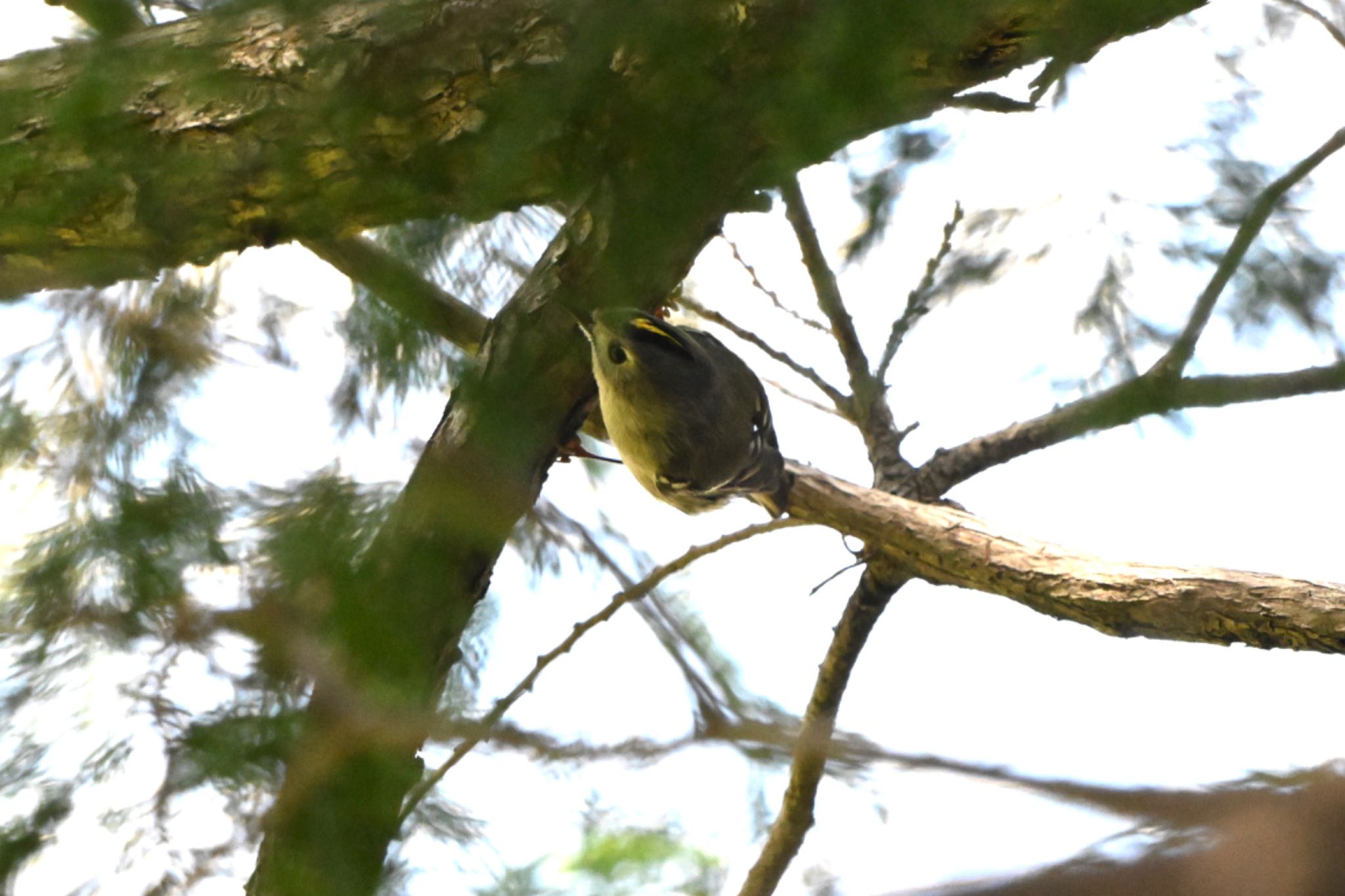 秋ヶ瀬公園 キクイタダキの写真