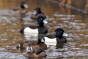 クビワキンクロ こども自然公園 (大池公園/横浜市) 2024年3月24日(日)