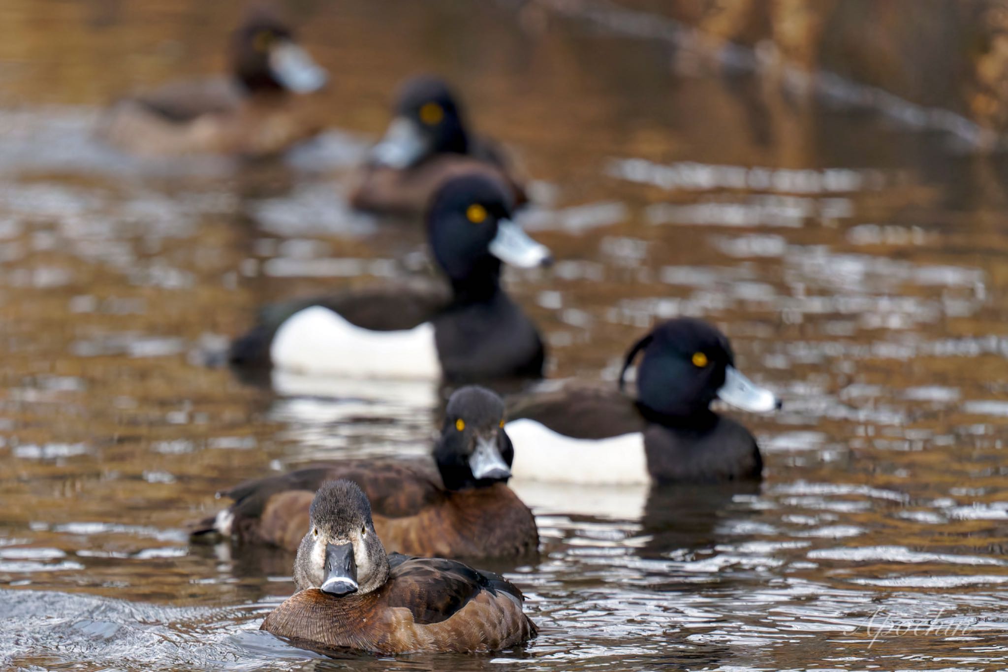 Ring-necked Duck