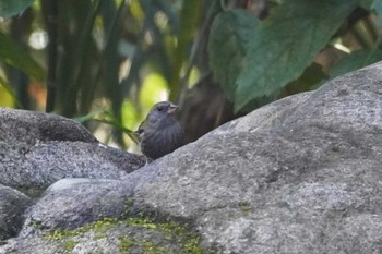 Grey Bunting 井の頭恩賜公園 Wed, 3/20/2024