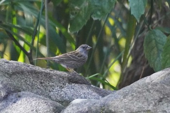 クロジ 井の頭恩賜公園 2024年3月20日(水)