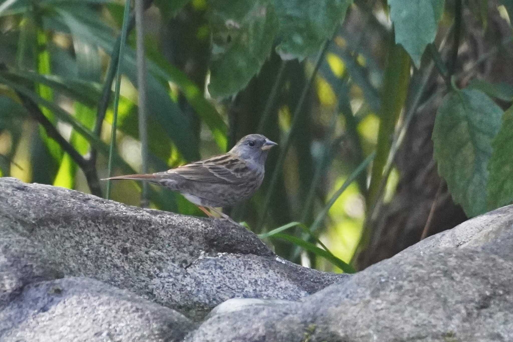 井の頭恩賜公園 クロジの写真