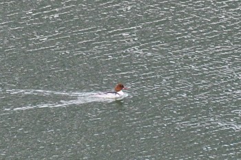 2024年3月30日(土) 浅瀬石川ダムの野鳥観察記録