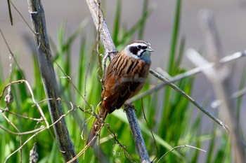 Meadow Bunting Akigase Park Sat, 3/30/2024