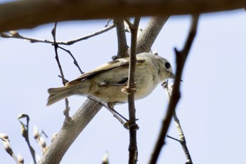 Goldcrest Akigase Park Sat, 3/30/2024