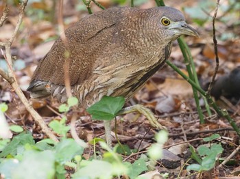 Japanese Night Heron Mizumoto Park Sat, 3/30/2024