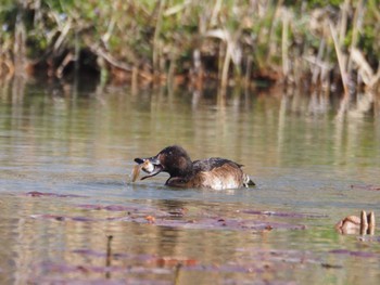 Baer's Pochard Mizumoto Park Sat, 3/30/2024