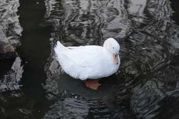 アヒル 昆陽池公園 2018年12月18日(火)