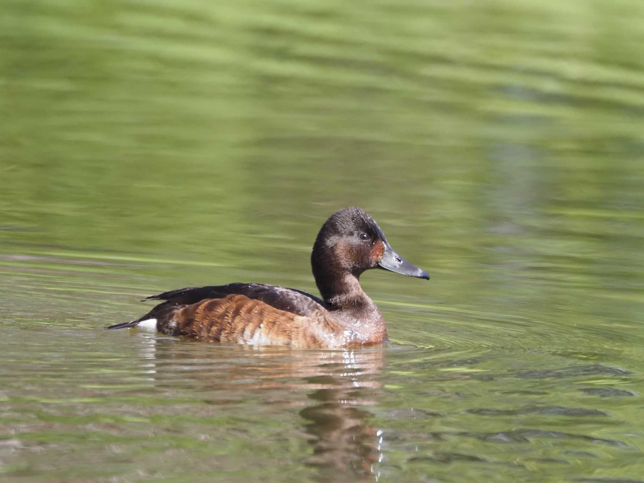 水元公園 アカハジロの写真