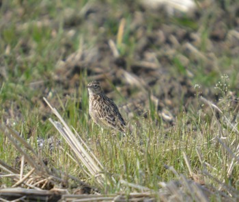 Eurasian Skylark 大口町 Sat, 3/30/2024