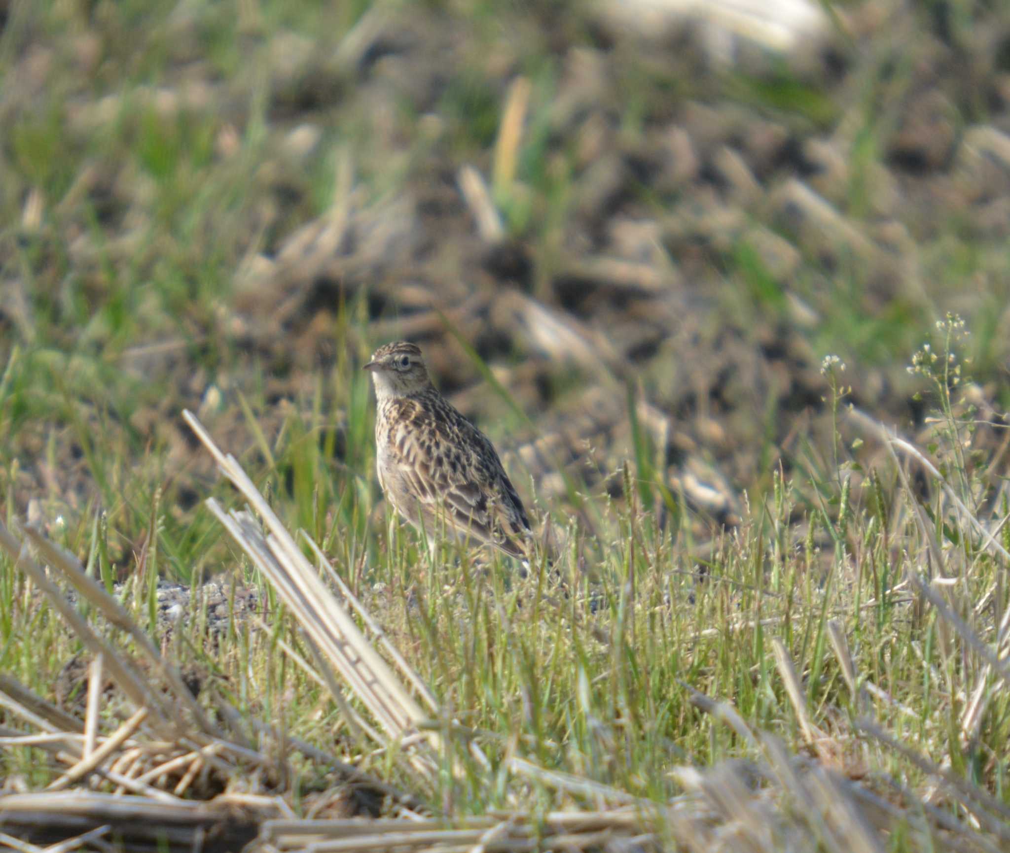 Photo of Eurasian Skylark at 大口町 by noel2023