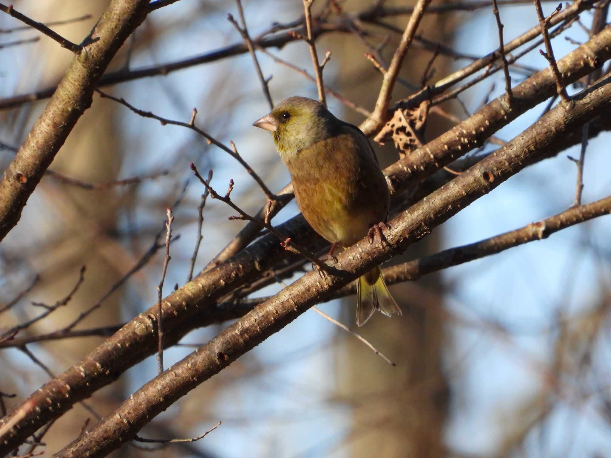 Grey-capped Greenfinch