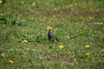 ヒヨドリ 庄内緑地公園 2024年3月30日(土)