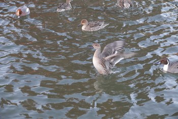 オナガガモ 昆陽池公園 2018年12月18日(火)