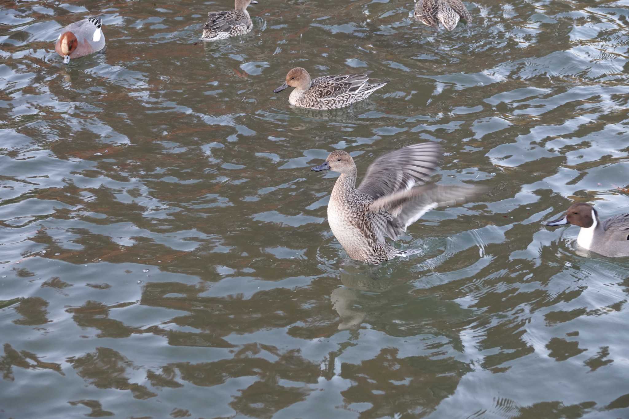 昆陽池公園 オナガガモの写真 by レスター