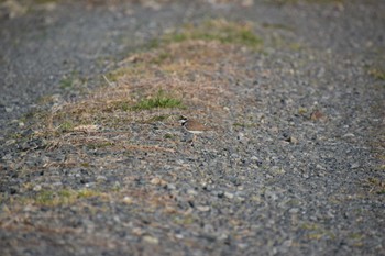 Little Ringed Plover 庄内川 Sat, 3/30/2024