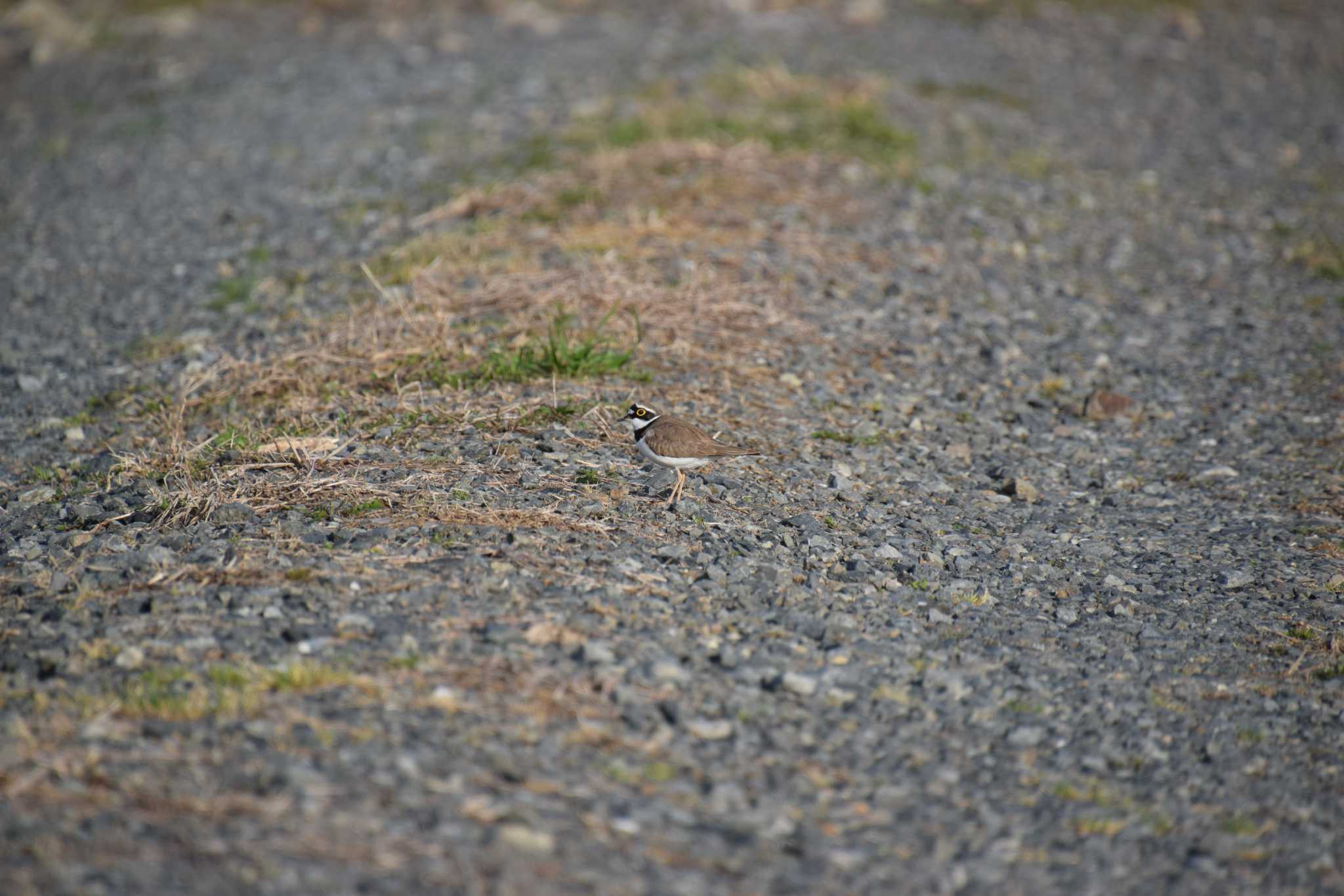 Photo of Little Ringed Plover at 庄内川 by 五穀祐奈