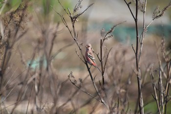 Siberian Long-tailed Rosefinch 庄内川 Sat, 3/30/2024