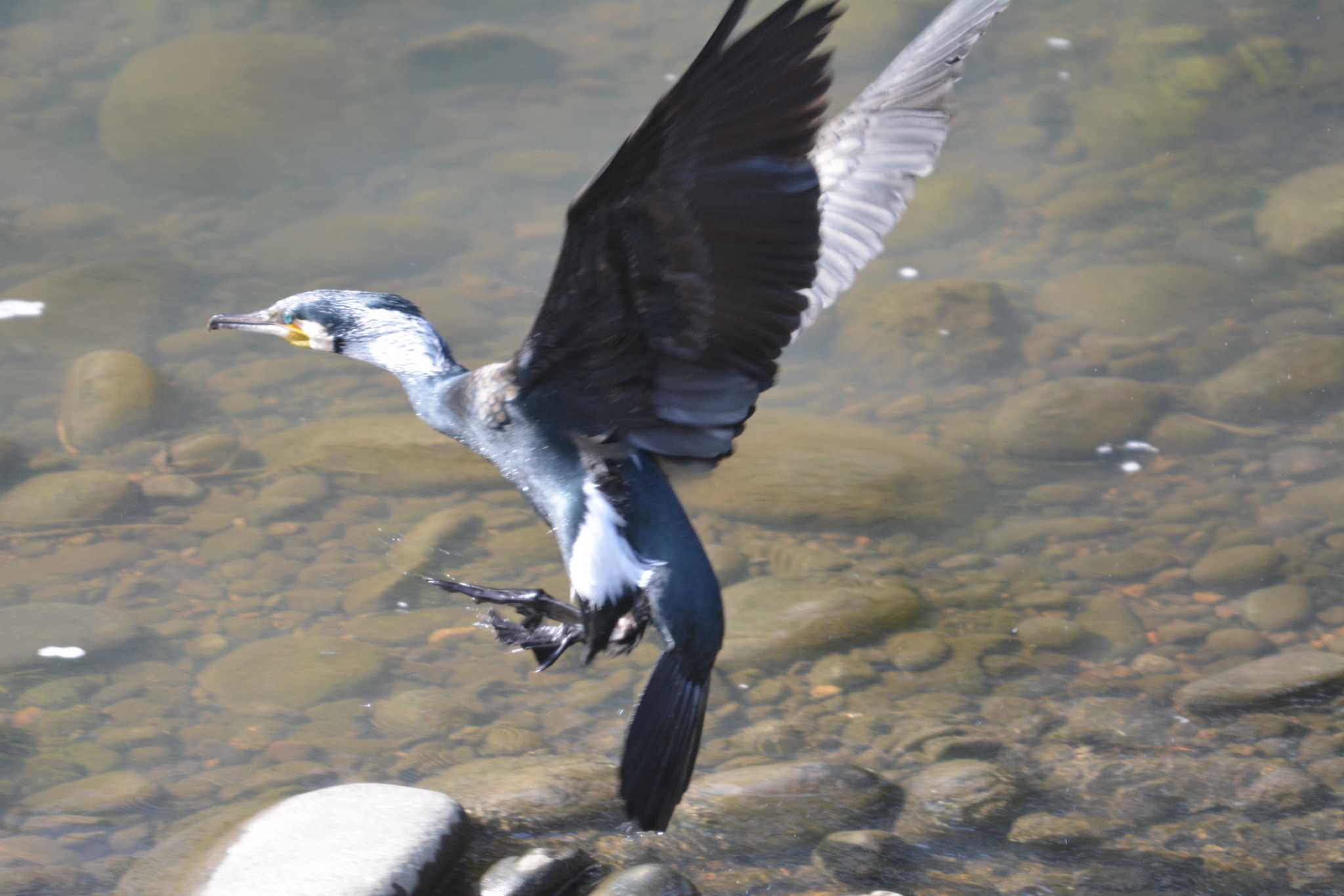 Photo of Great Cormorant at 大口町 by noel2023