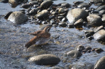 Dusky Thrush 大口町 Sat, 3/30/2024