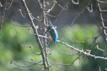 Common Kingfisher 大口町 Sat, 3/30/2024