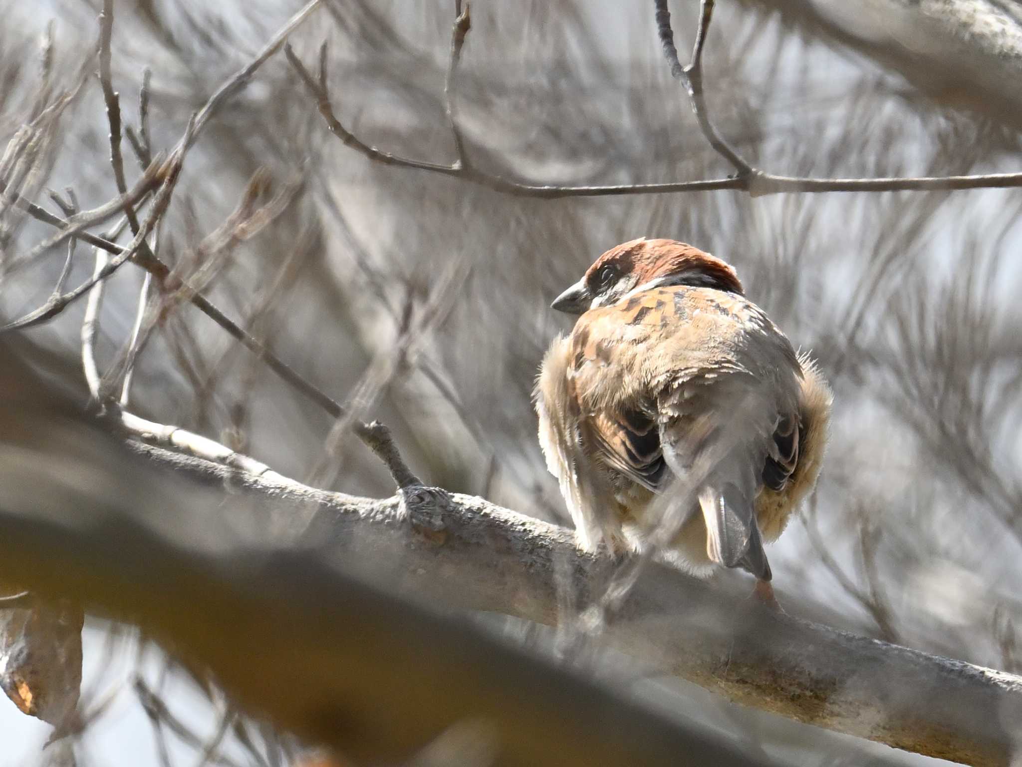 Eurasian Tree Sparrow