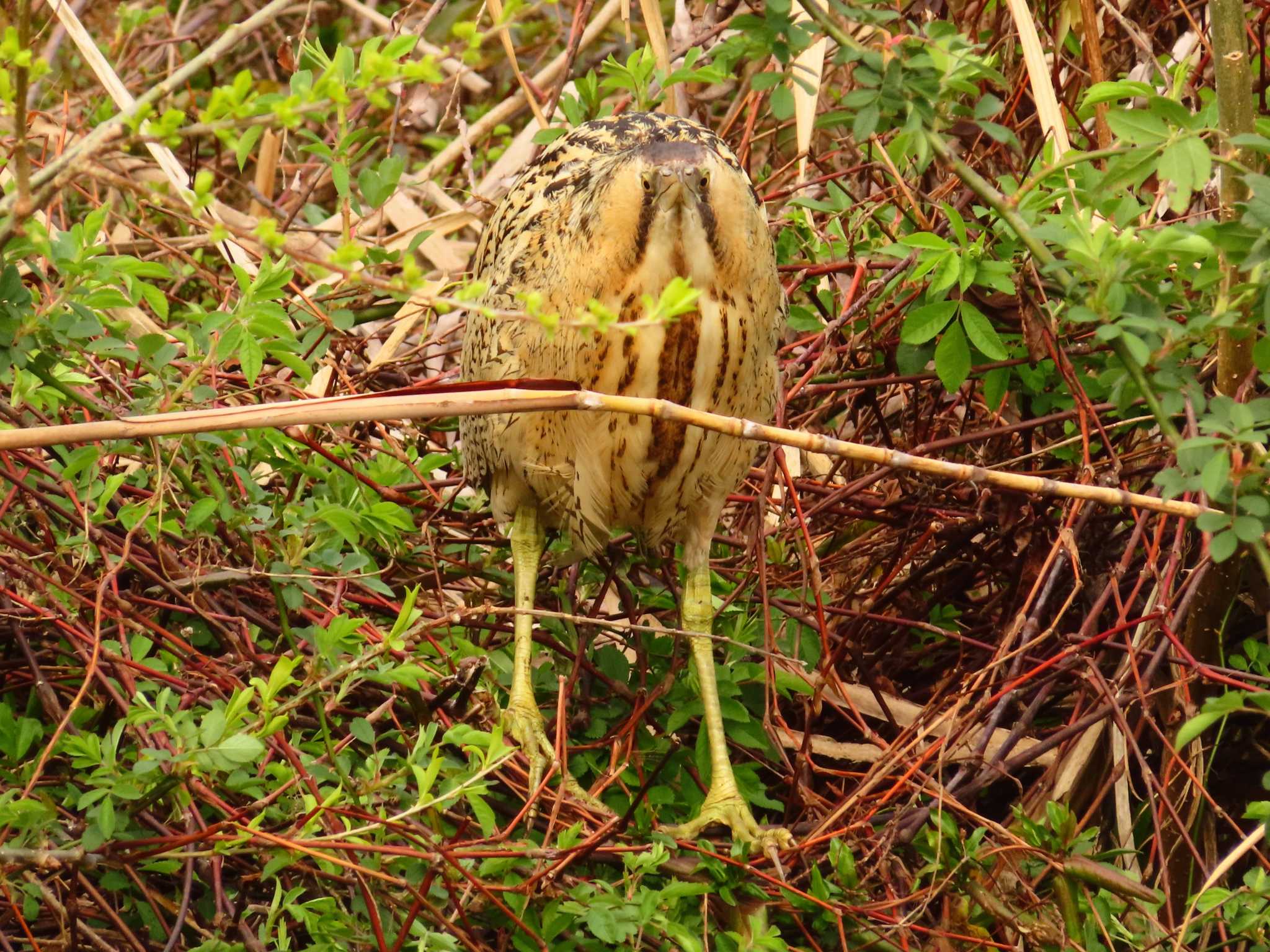 Photo of Eurasian Bittern at Oizumi Ryokuchi Park by ゆ