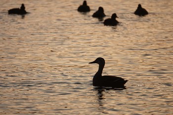 Mallard Koyaike Park Tue, 12/18/2018