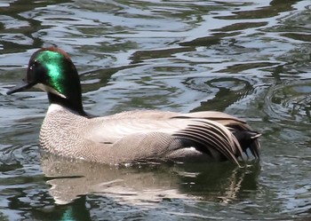 Falcated Duck 馬場先濠 Sat, 3/30/2024