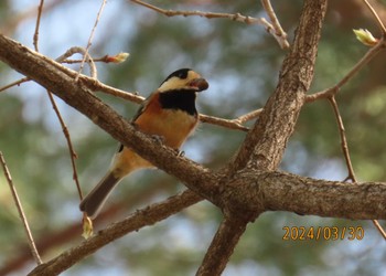 Varied Tit Imperial Palace Sat, 3/30/2024