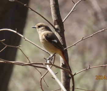 Daurian Redstart Imperial Palace Sat, 3/30/2024