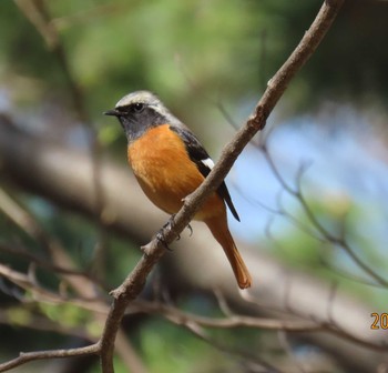 Daurian Redstart Imperial Palace Sat, 3/30/2024