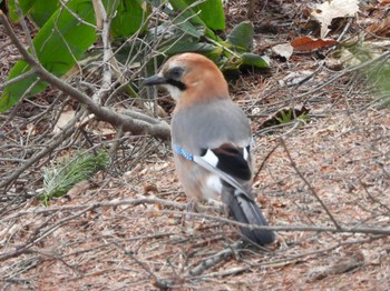 Eurasian Jay(brandtii) Asahiyama Memorial Park Sat, 3/30/2024