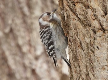 2024年3月30日(土) 旭山記念公園の野鳥観察記録