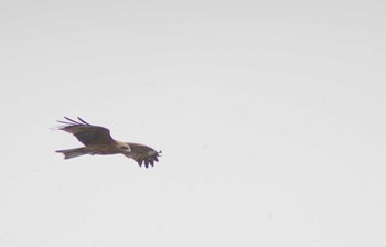 Black Kite 大和波止場 Sat, 3/30/2024