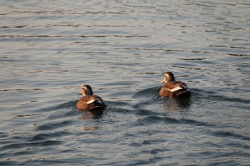 カルガモ 昆陽池公園 2018年12月18日(火)