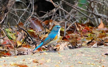 Red-flanked Bluetail 稲佐山公園 Sat, 3/30/2024