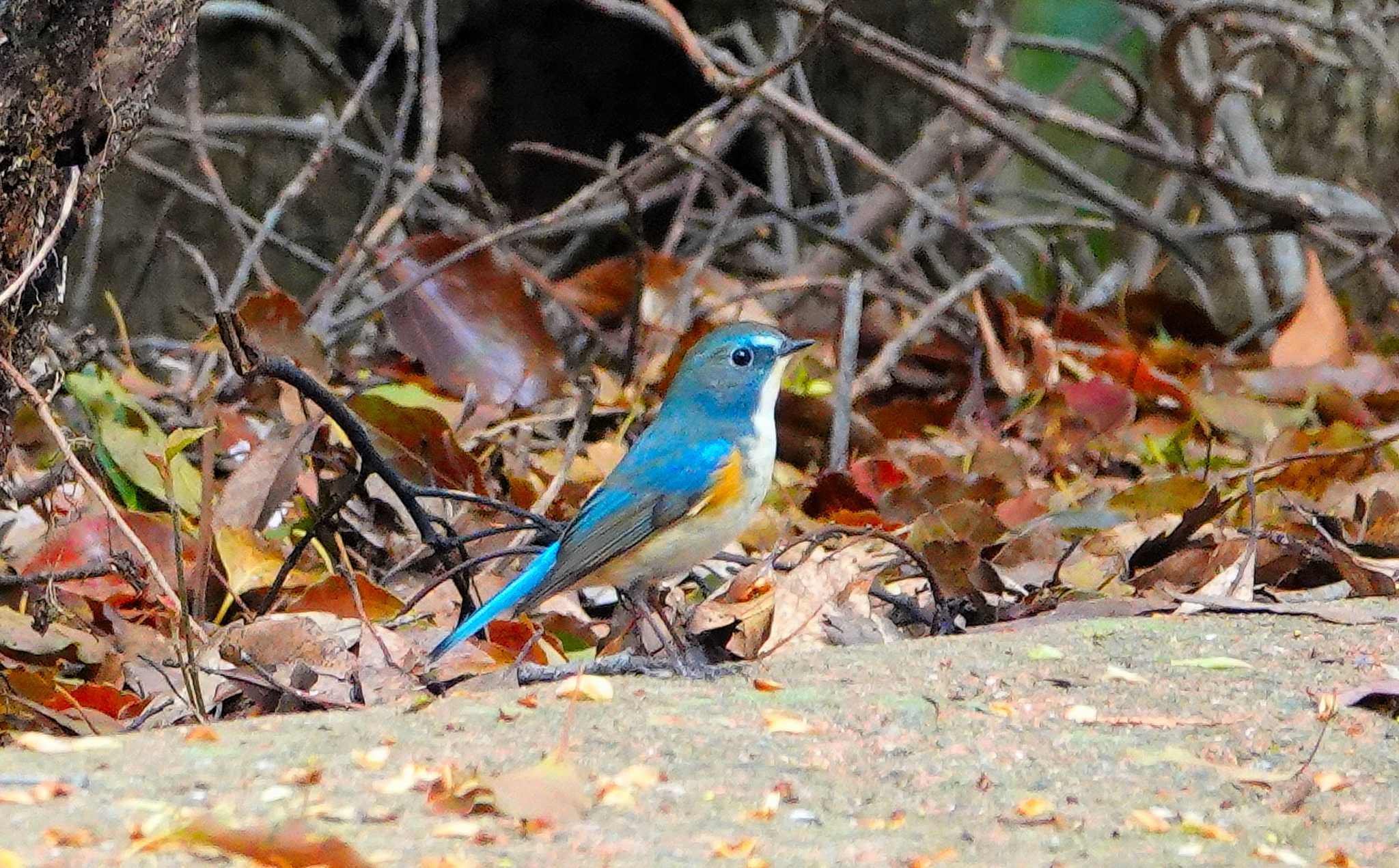 Photo of Red-flanked Bluetail at 稲佐山公園 by M Yama