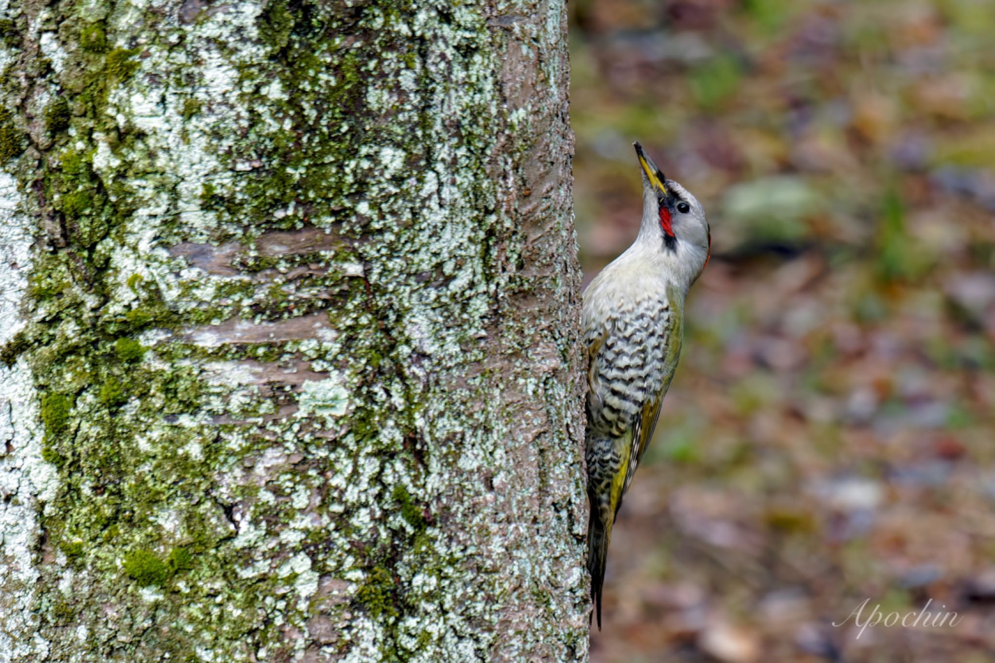 Japanese Green Woodpecker