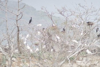 Little Egret 小麗女島 Sat, 3/30/2024