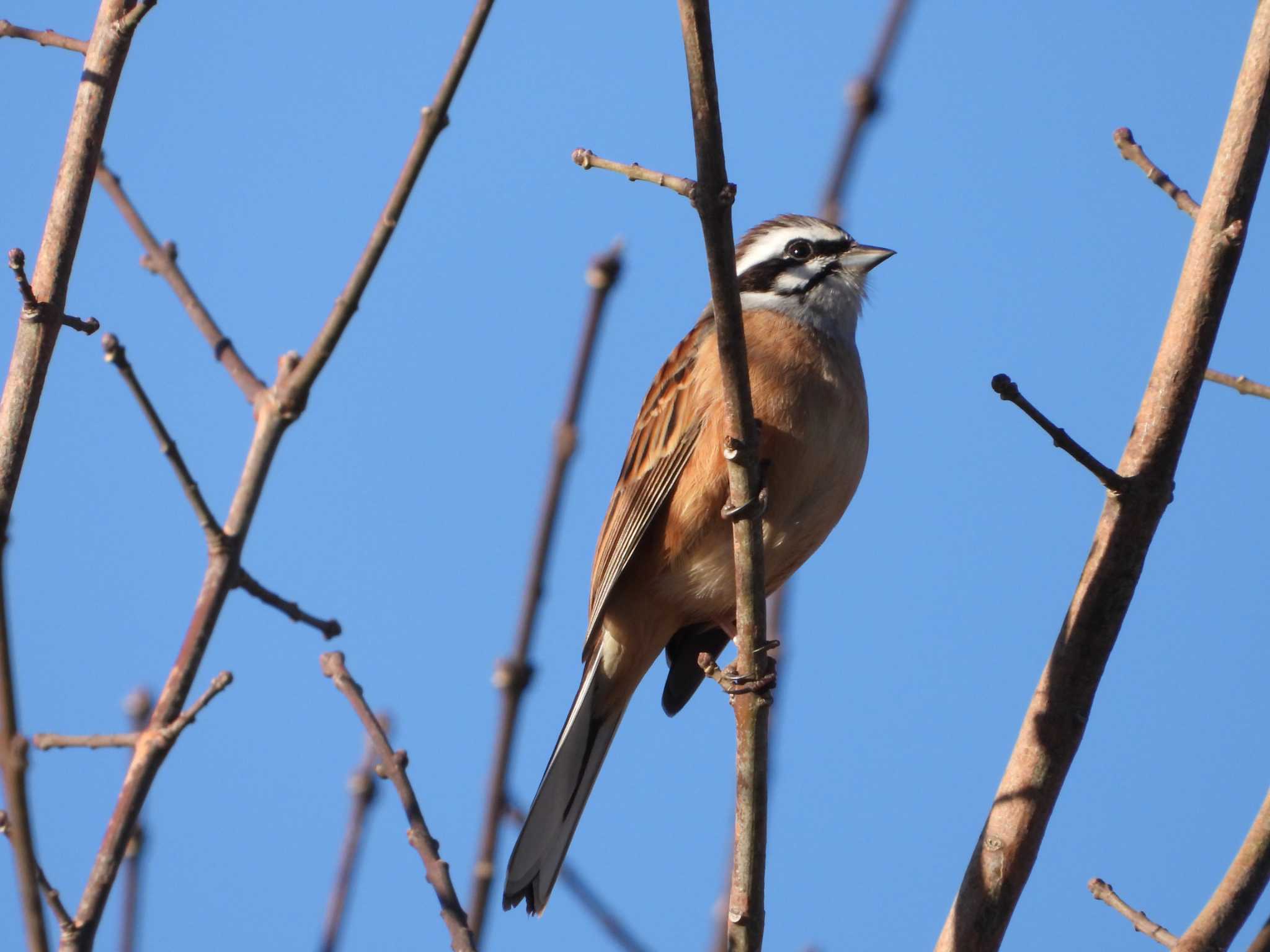 Meadow Bunting