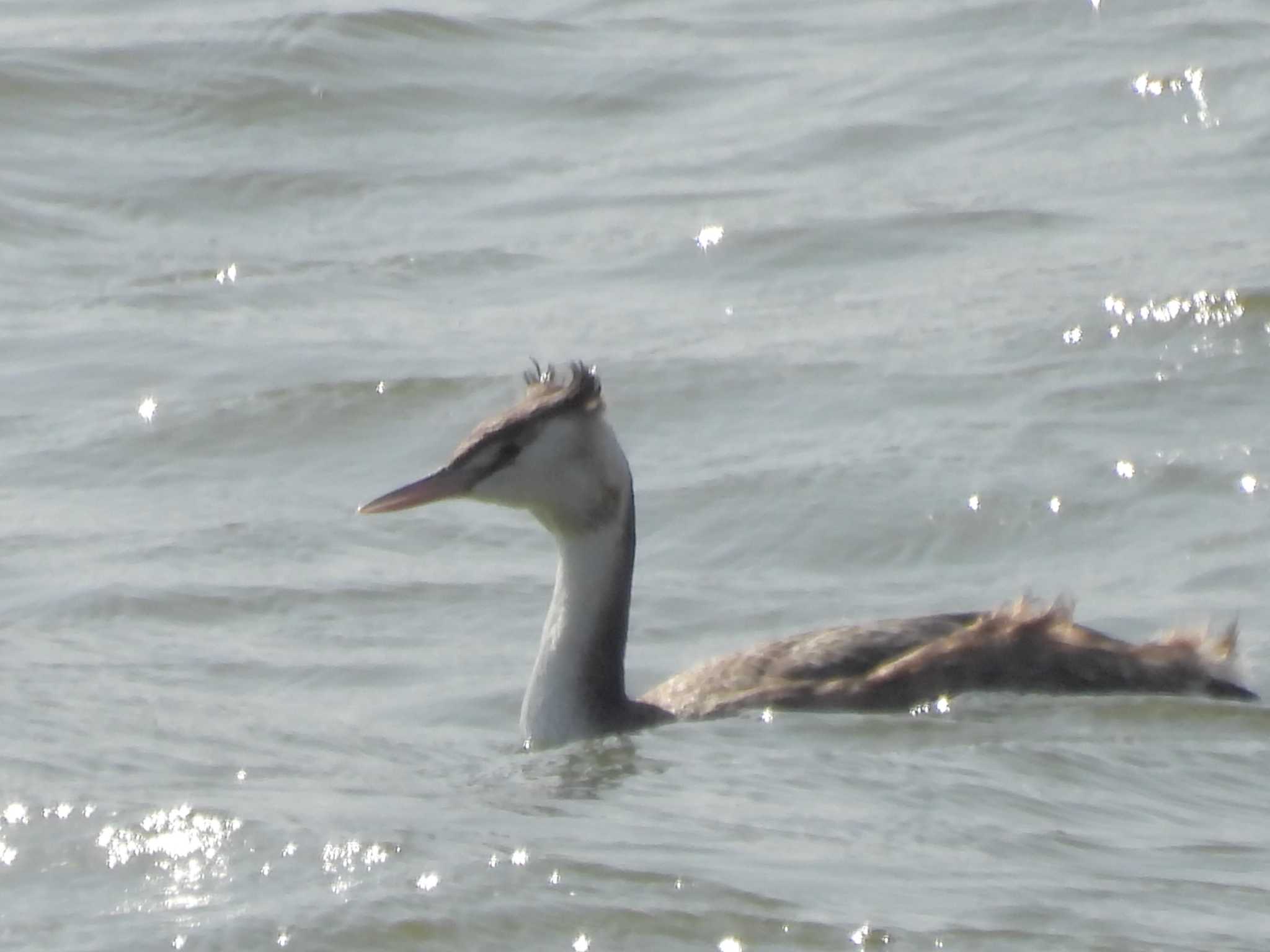 Great Crested Grebe